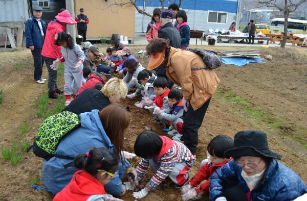 미성어린이집 원아들이 '열린 어린이집의 날' 프로그램으로 경기도 광탄의 한 농장에서 학부모와 함께 상추심기를 하고 있다   김수연 기자 사진