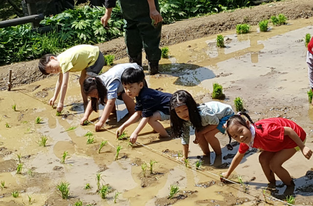 어린이들이 아차산 생태공원 자연학습장에서 모심기 체험을 하고 있다