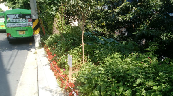 7월 20일, 아름다운 정원을 연상하게 하는 길가 화단이 주민들의 마음에 평화로움을 더하고 있다