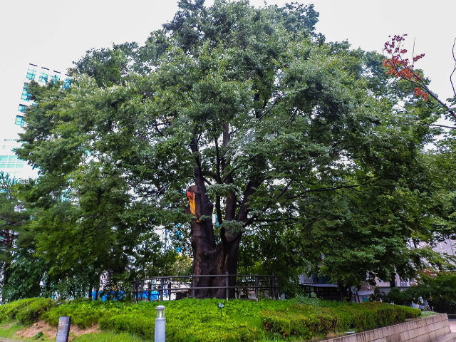 서울특별시기념물 제2호로 지정된 화양동 느티나무 모습