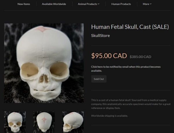 캐나다에 있는 ‘스컬 스토어’라는 업체 홈페이지에서 인간 두개골을 1950캐나다달러(약 170만원)에 판매하고 있다