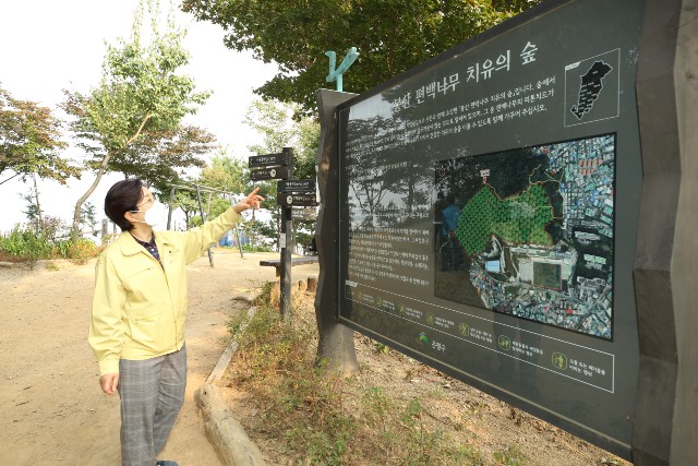 김미경 구청장이 봉산 편백나무 치유의 숲 안내표지판 앞에서 설명문을 읽고 있다