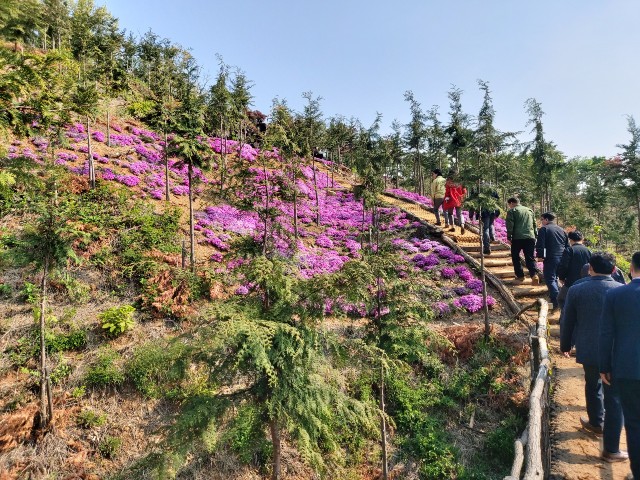 봉산 편백나무 치유의 숲 산책로와 꽃잔디가 아름다운 조화를 이루고 있다   서울복지신문 사진 