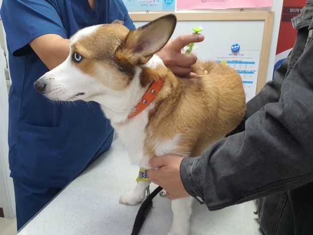 관내의 동물병원에서 한 강아지가 시술을 받고 있다