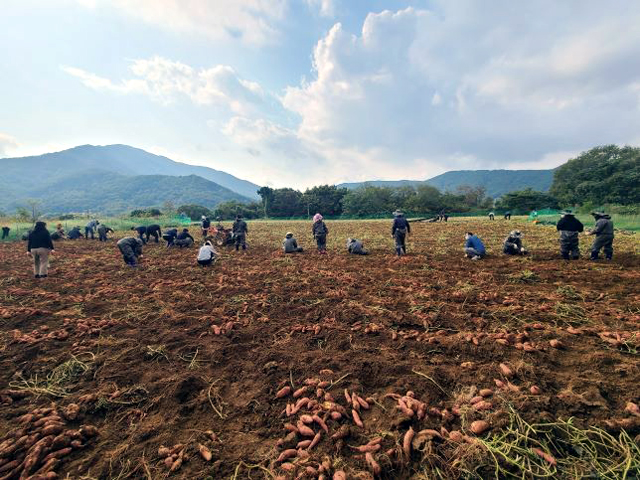 관내 공무원들이 농가를 찾아 농촌 일손돕기를 하고있는 모습