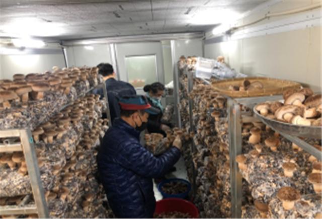 버슷협동조합에 참여하는 주민들이 스마트팜에서 버섯을 수확하고 있다