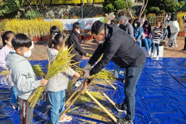 친환경쌀 생산지 농부가 일일 교사로 나서 아이들에게 벼베기를 가르쳐 주고 있다