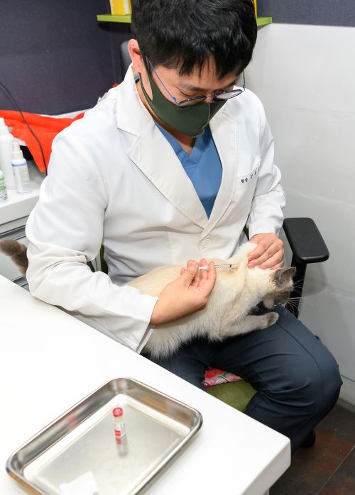 양천구 관내 지정 동물병원에서 광견병 예방접종중인 고양이