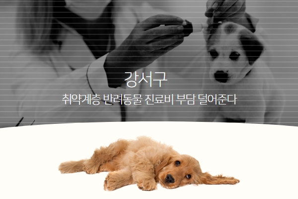 구는 취약계층 반려동물 의료서비스 지원을 강화했다 <서울복지신문 제작>