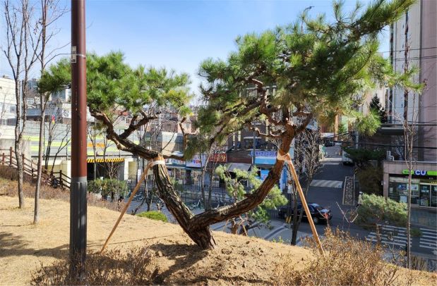 서대문구가 삼성생명으로부터 기증받아 관내 복주산근린공원에 옮겨 심은 소나무